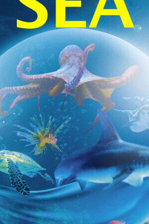Xem phim Kỳ Quan Của Đại Dương - Wonders of the Sea 3D (2017)