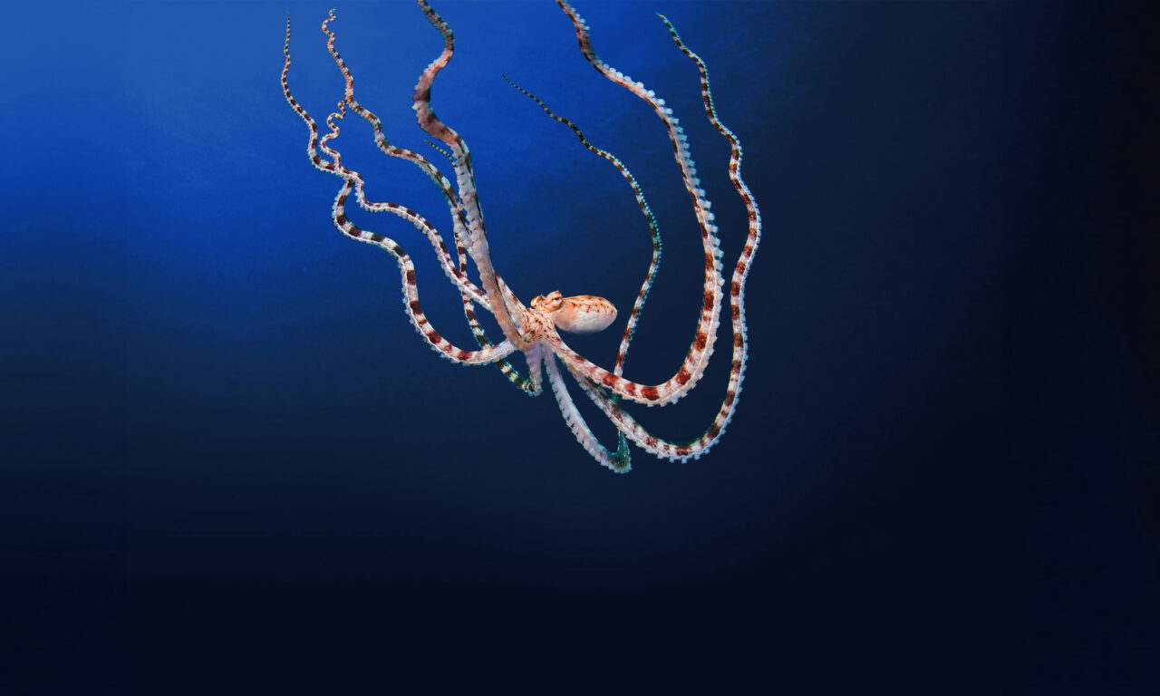 Poster of Secrets of the Octopus