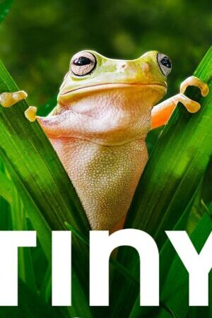Xem phim Thế Giới Siêu Nhỏ ( 2)  - Tiny World (Season 2) (2021)